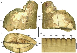 辽西白垩纪恐龙牙齿化石新发现